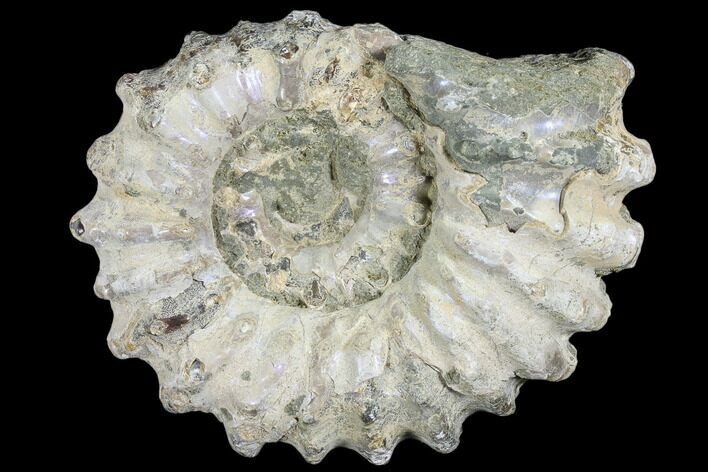 Bumpy Ammonite (Douvilleiceras) Fossil - Madagascar #103050